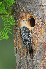 Golden-fronted Woodpecker